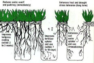 Lawn Aeration